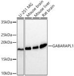 GABARAPL1 Recombinant Rabbit Monoclonal Antibody (5P10L6)