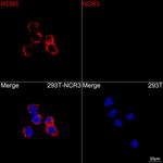 NKp30 Antibody in Immunocytochemistry (ICC/IF)