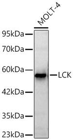 LCK Antibody in Western Blot (WB)