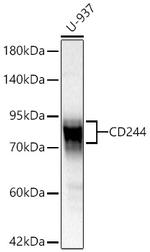 CD244 Recombinant Rabbit Monoclonal Antibody (7E10D7)