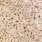 HNF6 Recombinant Rabbit Monoclonal Antibody (7L3O1)