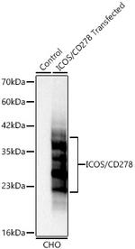 ICOS (CD278) Antibody in Western Blot (WB)