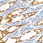 PER1 Antibody in Immunohistochemistry (Paraffin) (IHC (P))