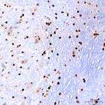 PER1 Antibody in Immunohistochemistry (Paraffin) (IHC (P))