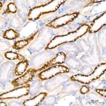 PER1 Antibody in Immunohistochemistry (Paraffin) (IHC (P))