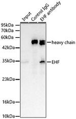 EHF Antibody in Immunoprecipitation (IP)