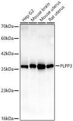 PPAP2B Antibody in Western Blot (WB)
