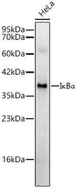 IkB alpha Recombinant Rabbit Monoclonal Antibody (1I1F7)
