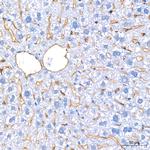 Endomucin Antibody in Immunohistochemistry (Paraffin) (IHC (P))