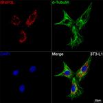BNIP3L Recombinant Rabbit Monoclonal Antibody (7U2V9)