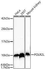 POLR2L Antibody in Western Blot (WB)