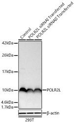 POLR2L Antibody in Western Blot (WB)