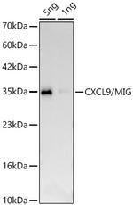 CXCL9 Recombinant Rabbit Monoclonal Antibody (4T6Y3)