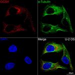 GCSH Recombinant Rabbit Monoclonal Antibody (5U2H0)