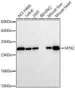 MTX2 Recombinant Rabbit Monoclonal Antibody (8E2H0)