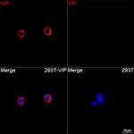 VIP Recombinant Rabbit Monoclonal Antibody (9J9H3)