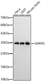 GMNN Antibody in Western Blot (WB)