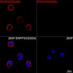 CD203c Antibody in Immunocytochemistry (ICC/IF)