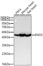 ENO3 Recombinant Rabbit Monoclonal Antibody (2F9I8)