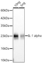 IL-1 alpha Recombinant Rabbit Monoclonal Antibody (9B10I4)