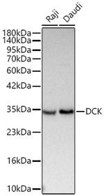 DCK Recombinant Rabbit Monoclonal Antibody (5S7P2)