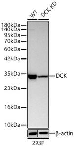 DCK Antibody in Western Blot (WB)
