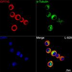 CPT1C Recombinant Rabbit Monoclonal Antibody (6N7B2)