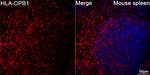 HLA-DPB1 Antibody in Immunohistochemistry (Paraffin) (IHC (P))