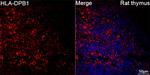 HLA-DPB1 Antibody in Immunohistochemistry (Paraffin) (IHC (P))
