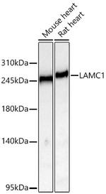 Laminin gamma-1 Antibody in Western Blot (WB)