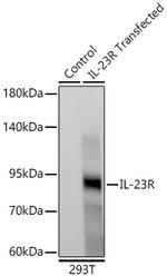 IL23R Recombinant Rabbit Monoclonal Antibody (3Y7B9)