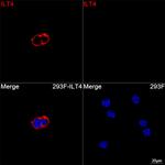 LILRB2 Recombinant Rabbit Monoclonal Antibody (9A3J8)