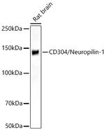 Neuropilin 1 Antibody in Western Blot (WB)