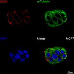 CD24 Antibody in Immunocytochemistry (ICC/IF)