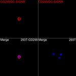 CD299 (DC-SIGN/L) Antibody in Immunocytochemistry (ICC/IF)