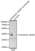 CD299 (DC-SIGN/L) Antibody in Western Blot (WB)