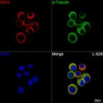 RIP3 Recombinant Rabbit Monoclonal Antibody (6Y1X3)
