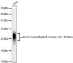 TSLP Recombinant Rabbit Monoclonal Antibody (3G9H1)