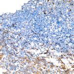 Follicle Stimulating Hormone Antibody in Immunohistochemistry (Paraffin) (IHC (P))