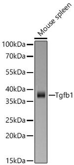 TGF beta-1 Antibody in Western Blot (WB)