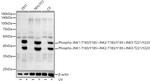 Phospho-JNK1/JNK2/JNK3 (Thr183, Tyr185, Thr221, Tyr223) Recombinant Rabbit Monoclonal Antibody (6E6R4)