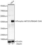 Phospho-PRAS40 (Thr246) Recombinant Rabbit Monoclonal Antibody (3A1F3)