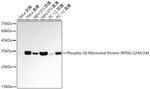 Phospho-S6 Ribosomal Protein (Ser240, Ser244) Antibody in Western Blot (WB)