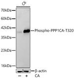 Phospho-PP1 alpha (Thr320) Recombinant Rabbit Monoclonal Antibody (8C7U9)