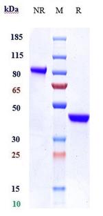 IL-17A (Biosimilar) Antibody in SDS-PAGE (SDS-PAGE)