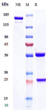 Inebilizumab Humanized Recombinant Human Monoclonal Antibody