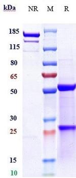 Cixutumumab Recombinant Human Monoclonal Antibody