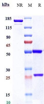 Brentuximab Chimeric Antibody in SDS-PAGE (SDS-PAGE)