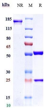 Vadastuximab Humanized Recombinant Human Monoclonal Antibody
