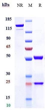 CD7 (Biosimilar) Antibody in SDS-PAGE (SDS-PAGE)